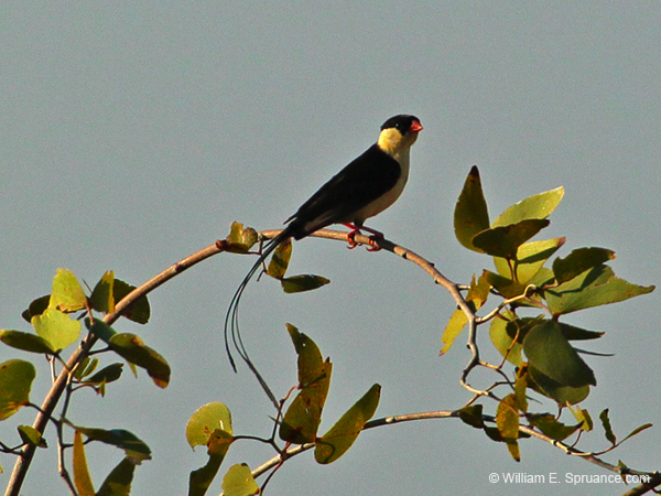 452-Shaft-tailed Whydah  7J8E2472
