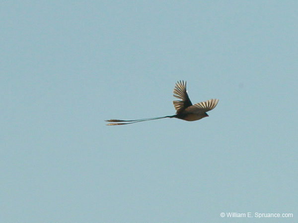 454-Shaft-tailed Whydah  7J8E2476