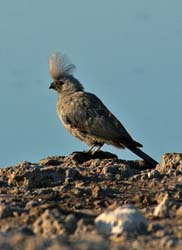 421-Grey Go-away-bird  70D2-4878