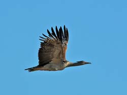 423-Kori Bustard  70D2-4899