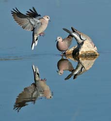 424-Cape Turtle Doves  70D2-4966