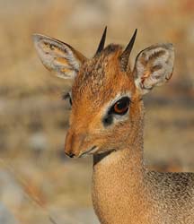 425-Kirks Dik-dik  70D2-4916