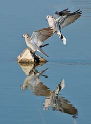 426-Cape Turtle Doves  70D2-4986