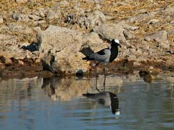 427-Blacksmith Lapwing  70D2-4993