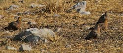 428-Namaqua Sandgrouse  70D2-5037