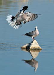 429-Cape Turtle Doves  70D2-5010