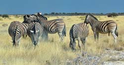 431-Zebras  70D2-5061