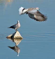 432-Cape TurtleDoves  70D2-5012