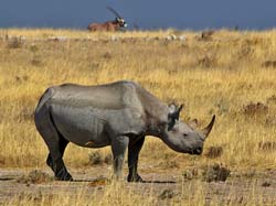 436-Black Rhino and Gemsbok  70D2-5077