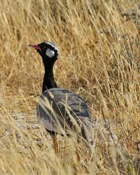 437-Northern Black Korhaan  70D2-5082