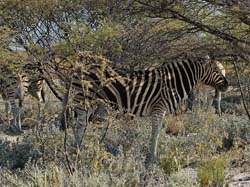 439-Zebras seeking shade  70D2-5085