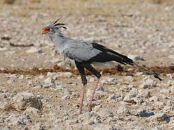440-Secretarybird  70D2-5087