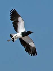 441-Blachsmith Lapwing  70D2-5109