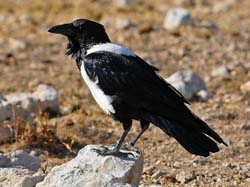 443-Pied Crow  70D2-5122