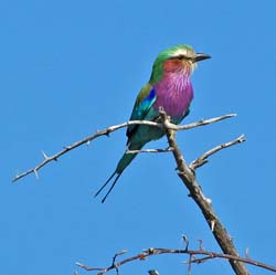 444-Lilac-breasted Roller  70D2-5133