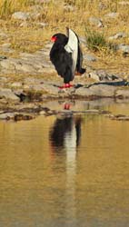 445-Bateleur  7J8E2356