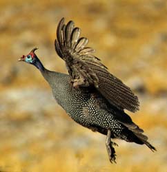 446-Helmeted Guineafowls  7J8E2346