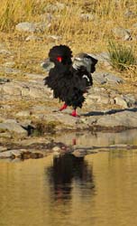 447-Bateleur  7J8E2372
