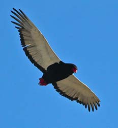 450-Bateleur  7J8E2400