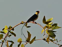 452-Shaft-tailed Whydah  7J8E2472