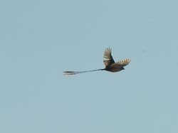 454-Shaft-tailed Whydah  7J8E2476