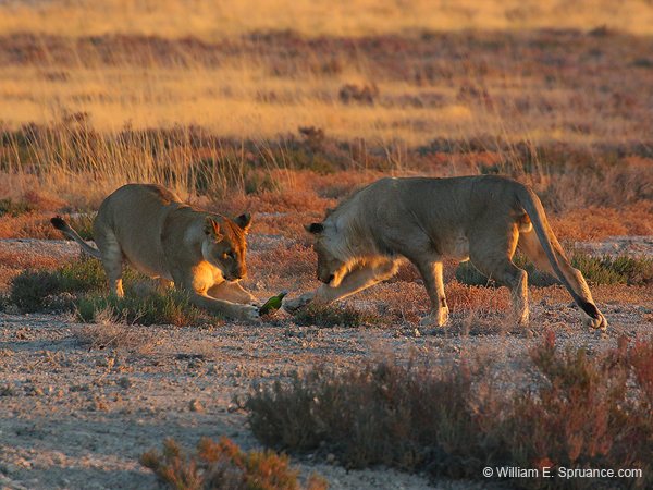 469-Male and Female Lions  70D2-5144