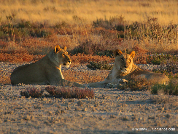 471-Male and Female Lions  70D2-5175