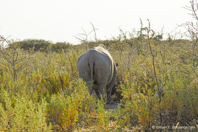 472-South End of a Rhino Going North  7J8E2488