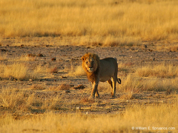 473-Male Lion  70D2-5187