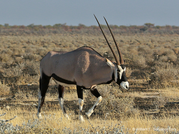 474-Gemsbok  70D2-5260