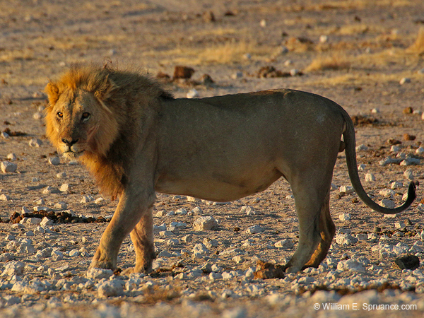 475-Male Lion  70D2-5200