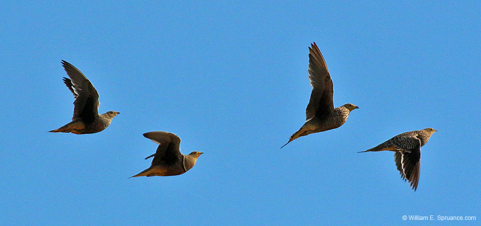 478-Burchells Sandgrouse  70D2-5315