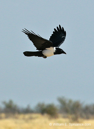480-Pied Crow  70D2-5317