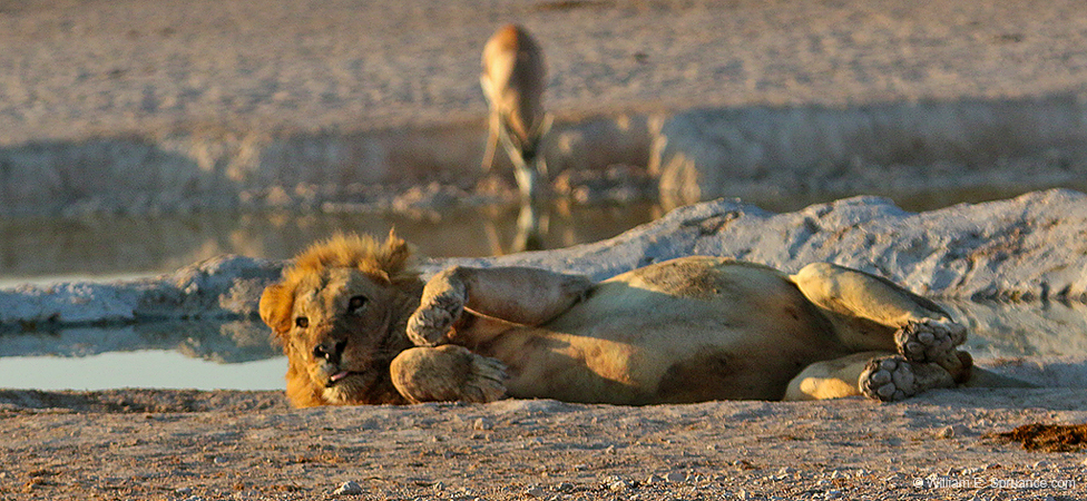 481-Male Lion  70D2-5231