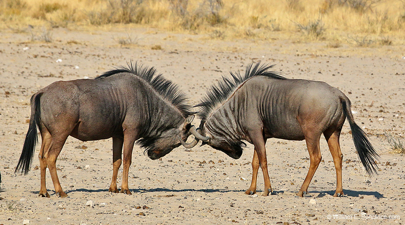482-Wildebeests  70D2-5336