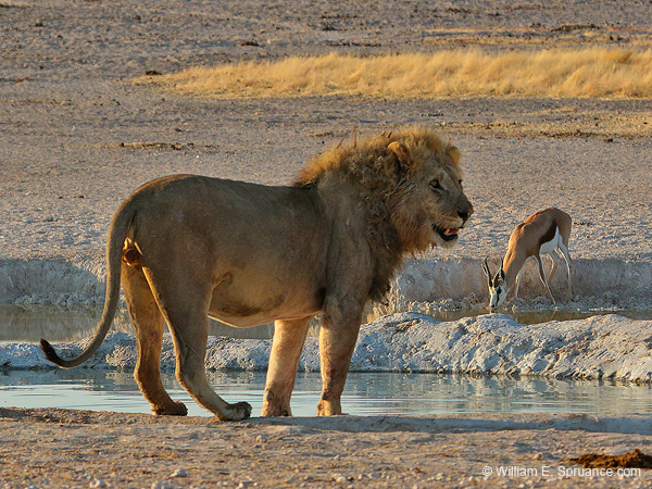 483-Male Lion  70D2-5251
