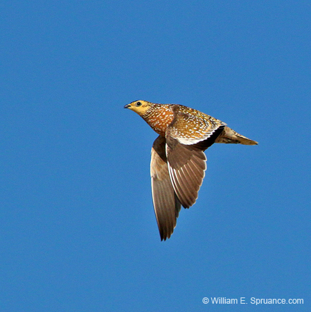 484-Burchells Sandgrouse  70D2-5337
