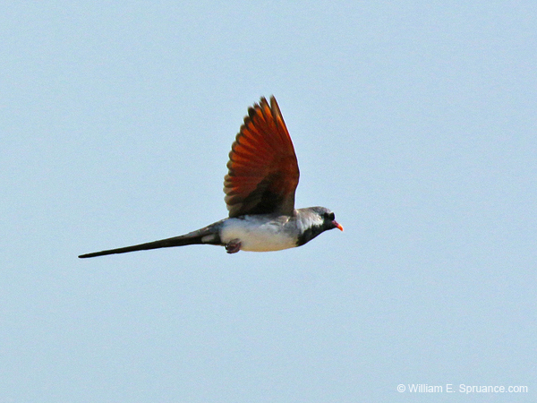 486-Namaqua Dove  70D2-5347