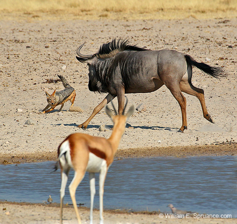 487-Wildebeest chasing a Jackal 70D2-5360