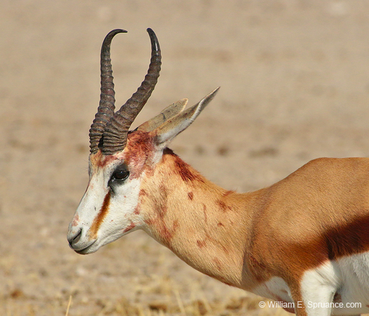 488-Injured Thompsons Gazelle  70D2-5373