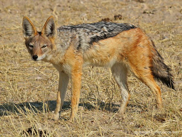 489-Black-backed Jackle  70D2-5382