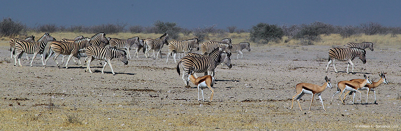 492-Water Hole Panorama 7J8E2493