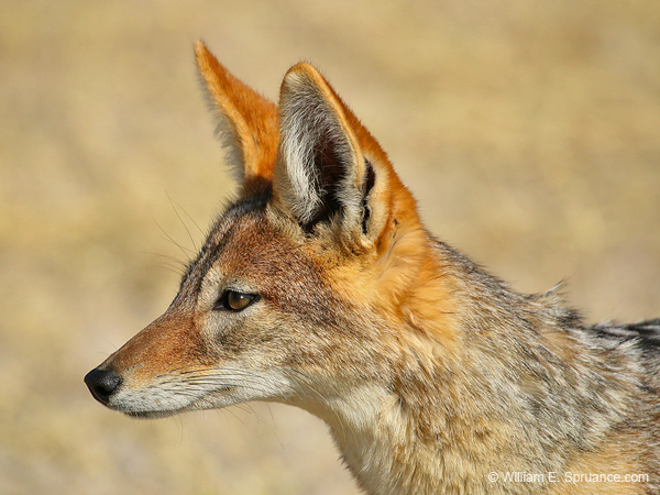 493-Black-backed Jackle 70D2-5401