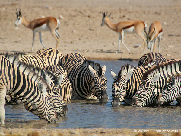 495-Water Hole Panorama 70D2-5409