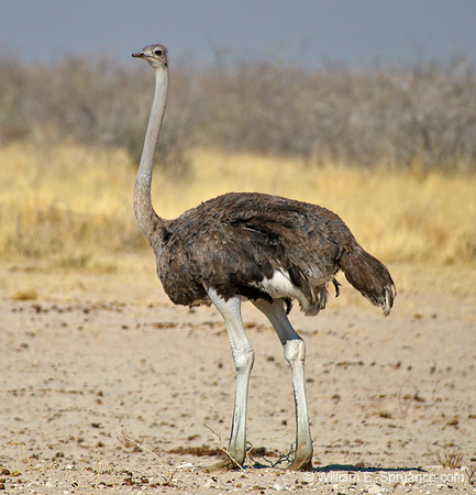 497-Ostrich  70D2-5424