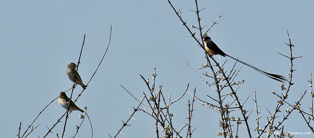 499-Shaft-tailed Whydah and Friends  70D2-5438