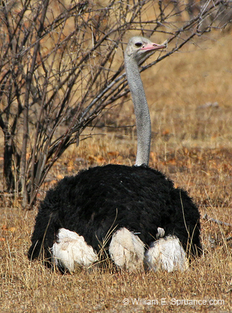 500-Ostrich  70D2-5452