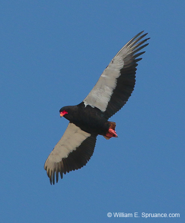 501-Bateleur  70D2-5489