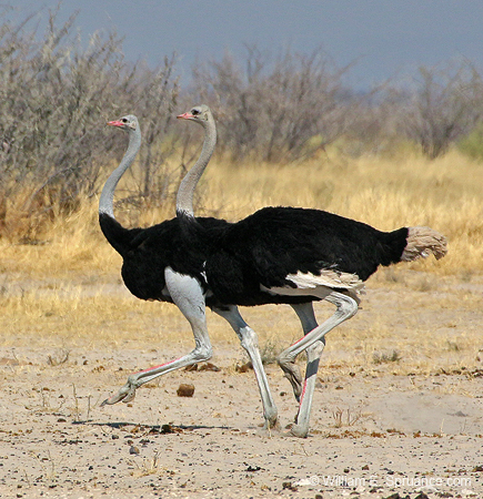 503-Ostriches  70D2-5509