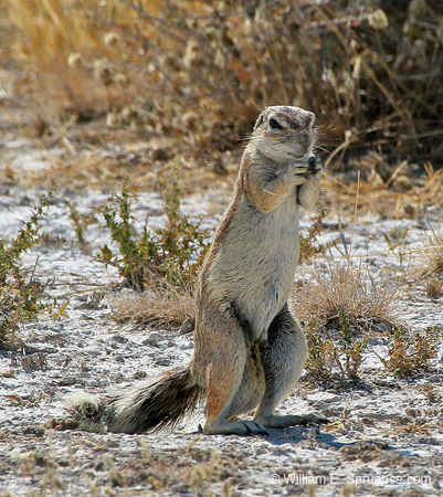 506-Striped Ground Squirrel  70D2-5558